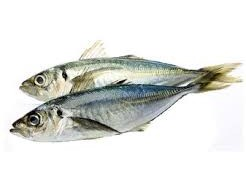Horse mackerel/kg